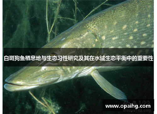 白斑狗鱼栖息地与生态习性研究及其在水域生态平衡中的重要性